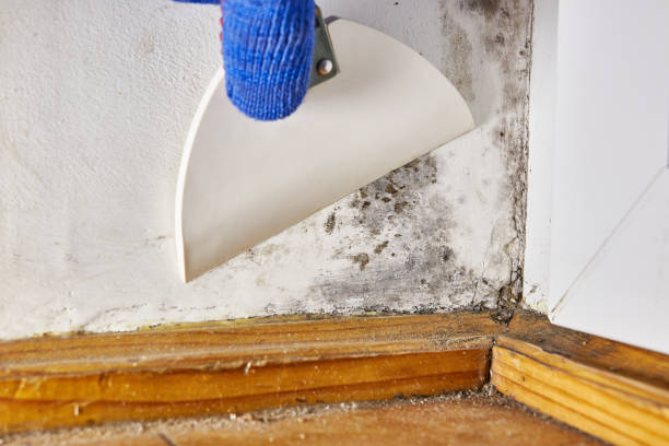 Best Mold-Related Health Consultation  in Travis Ranch, TX